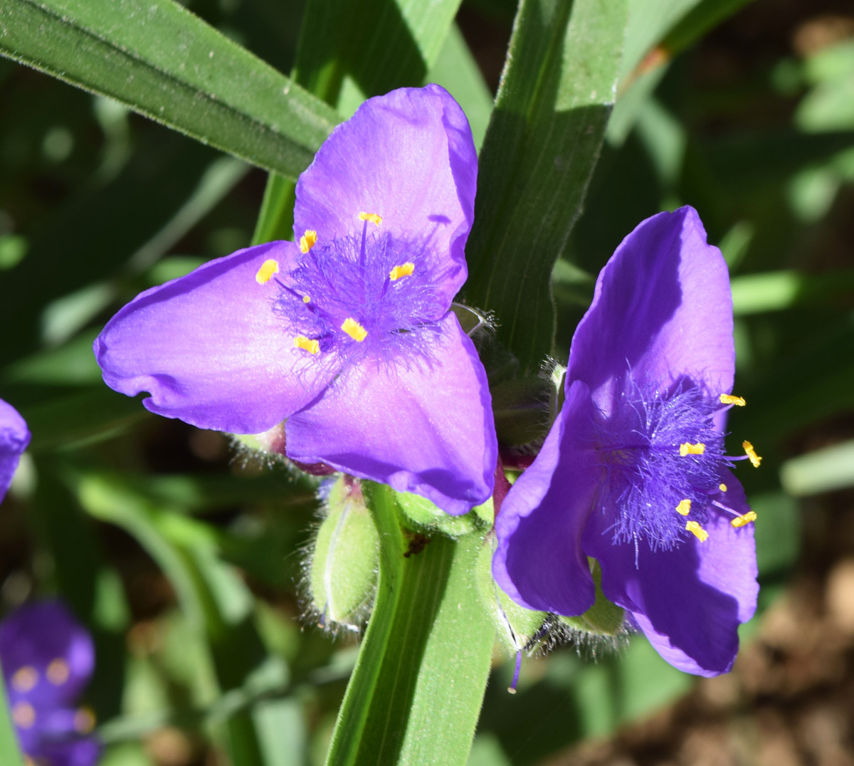 Image of Tradescantia virginiana specimen.