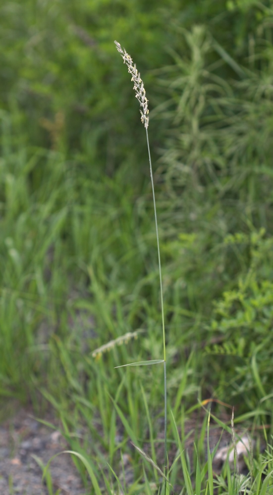 Image of Elytrigia repens specimen.