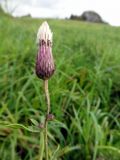 Cirsium arvense. Верхушка побега с соплодием. Литва, пос. Пакальнишкес, oкр. оз. Скинимай. 22.09.2016.