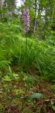 Dactylorhiza fuchsii. Цветущее растение. Республика Алтай, Шебалинский р-н, окр. с. Камлак, правый борт долины р. Сема, сосновый лес. 25.06.2016.
