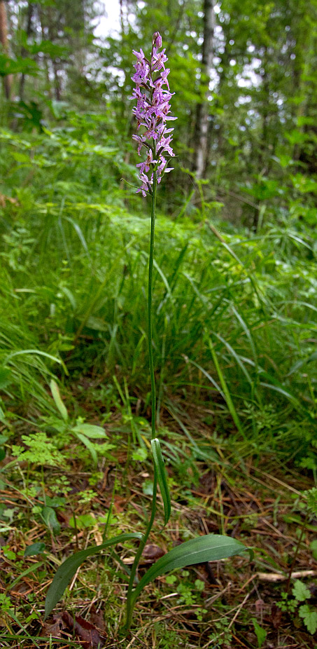 Image of Dactylorhiza fuchsii specimen.