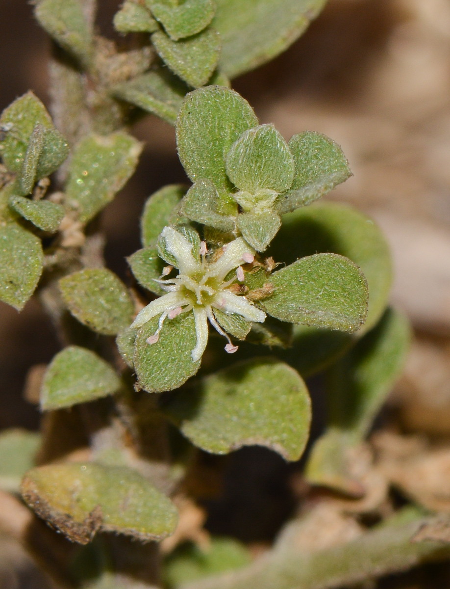 Image of Galenia pubescens specimen.