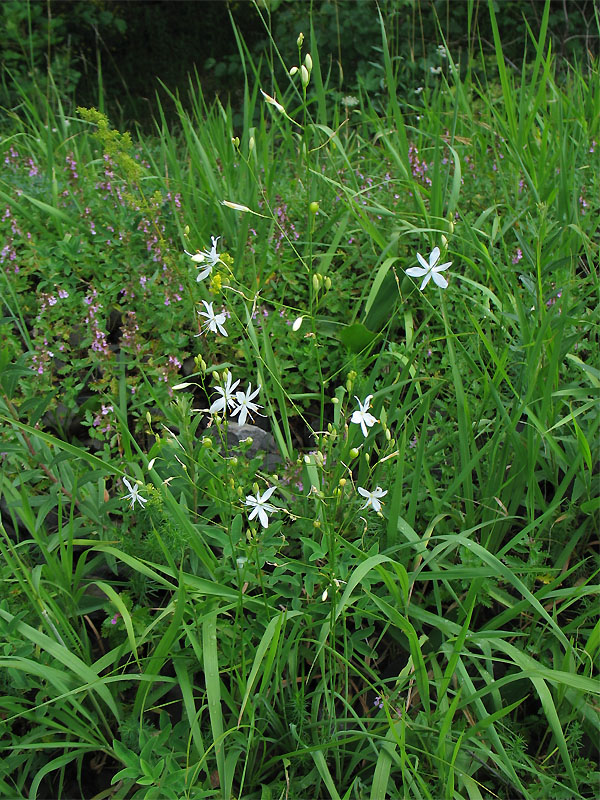 Изображение особи Anthericum ramosum.