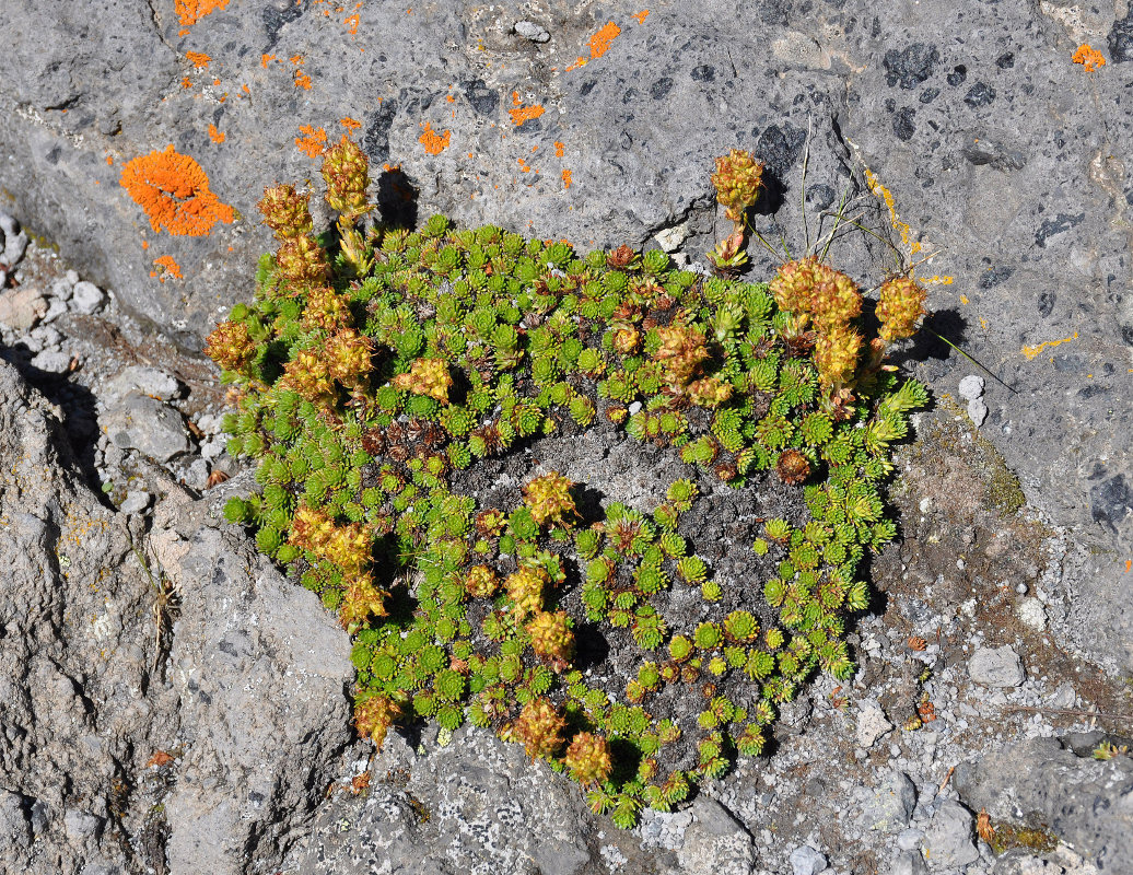 Изображение особи Saxifraga scleropoda.