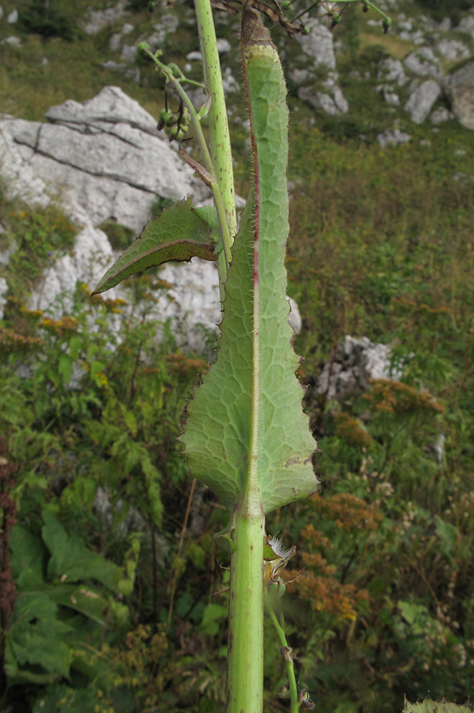Image of Cicerbita racemosa specimen.