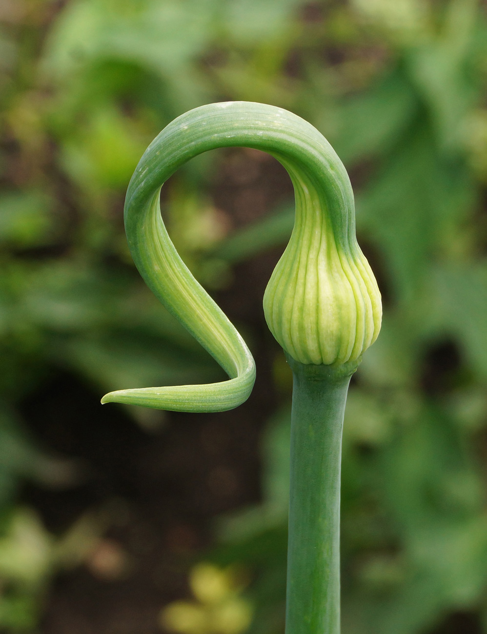 Image of Allium cepa specimen.