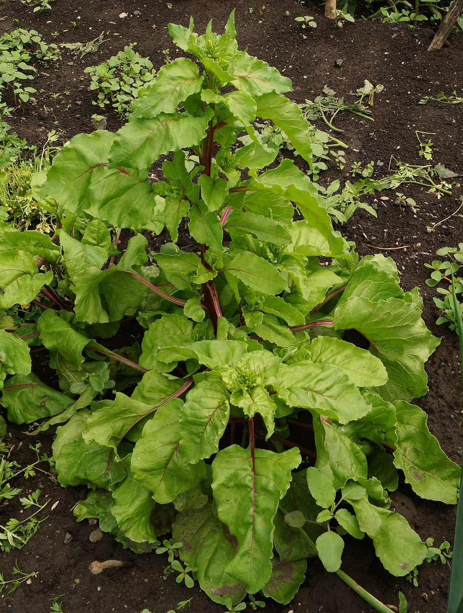 Image of Beta vulgaris specimen.