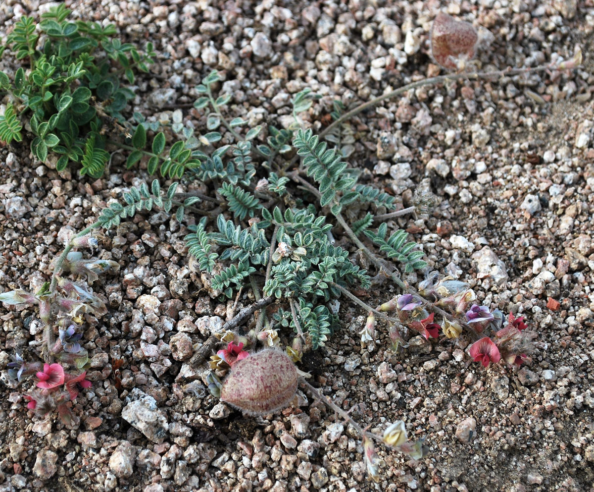 Image of Oxytropis submutica specimen.