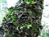 Sticta limbata