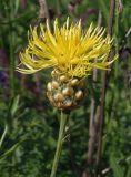 Centaurea orientalis