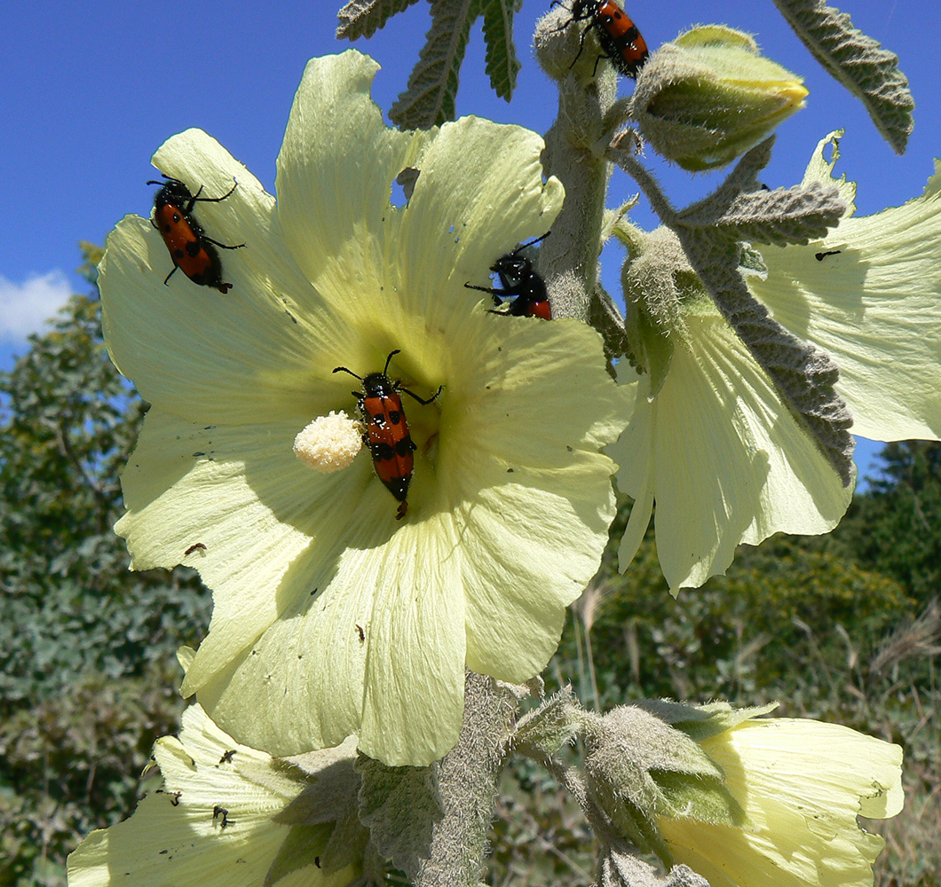 Изображение особи Alcea rugosa.