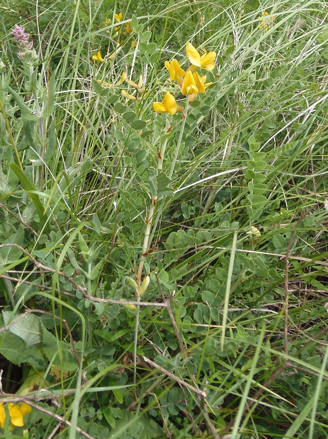 Изображение особи Calophaca wolgarica.