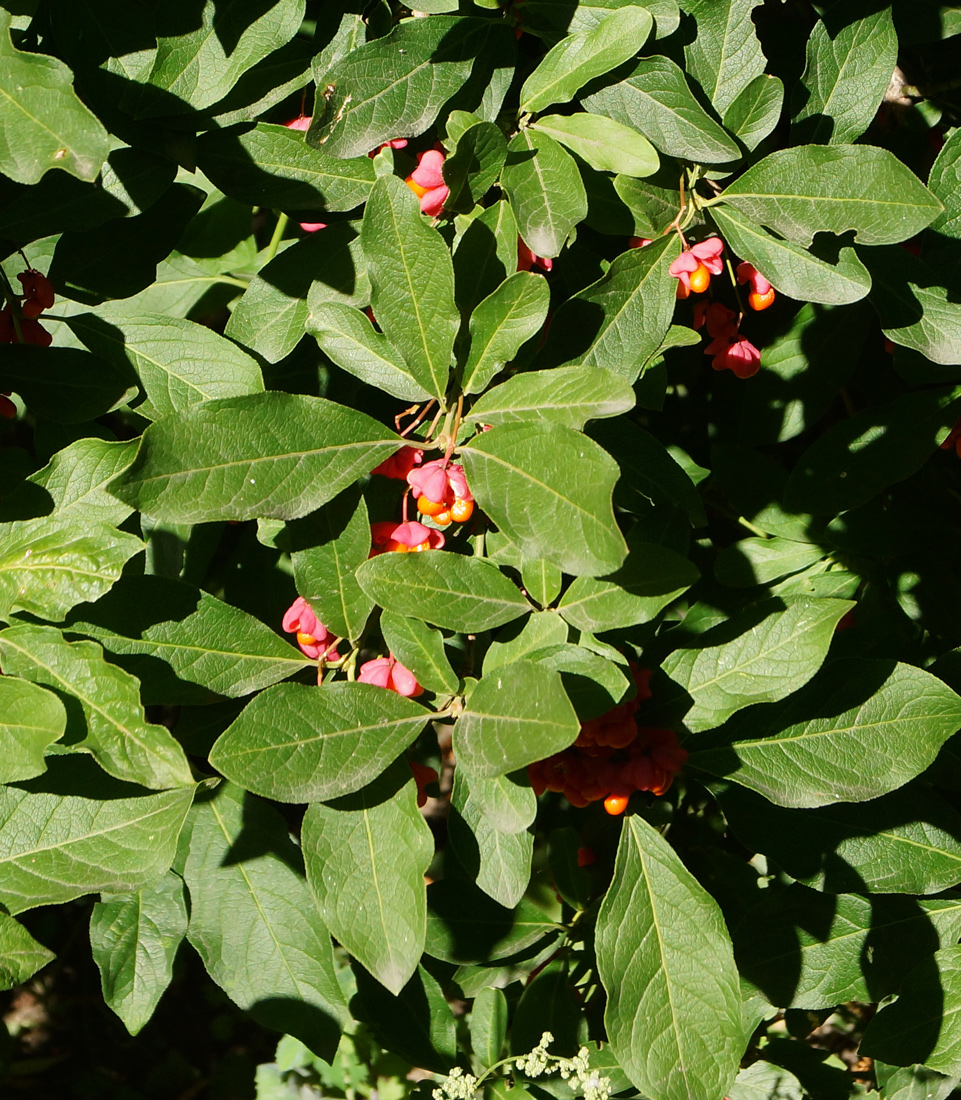 Изображение особи Euonymus europaeus.