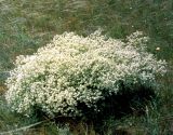 Crambe tataria. Цветущее растение в петрофитной степи. Крым, Керченский п-ов, Опукский природный заповедник. Начало июня 2003 г.