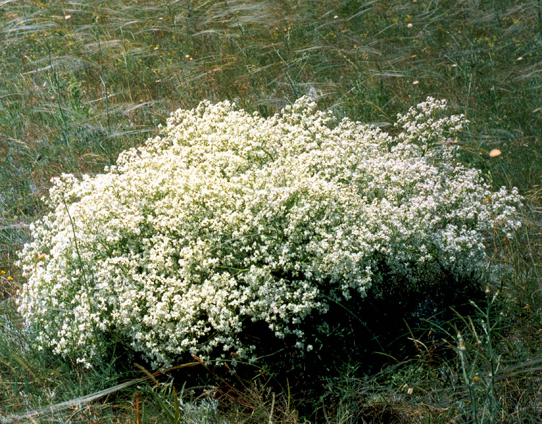 Image of Crambe tataria specimen.