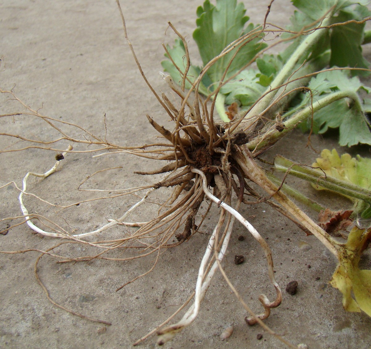 Image of Ranunculus oxyspermus specimen.