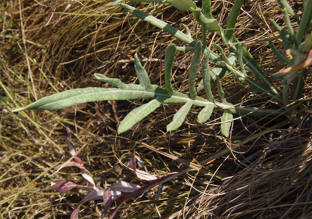 Image of genus Jurinea specimen.