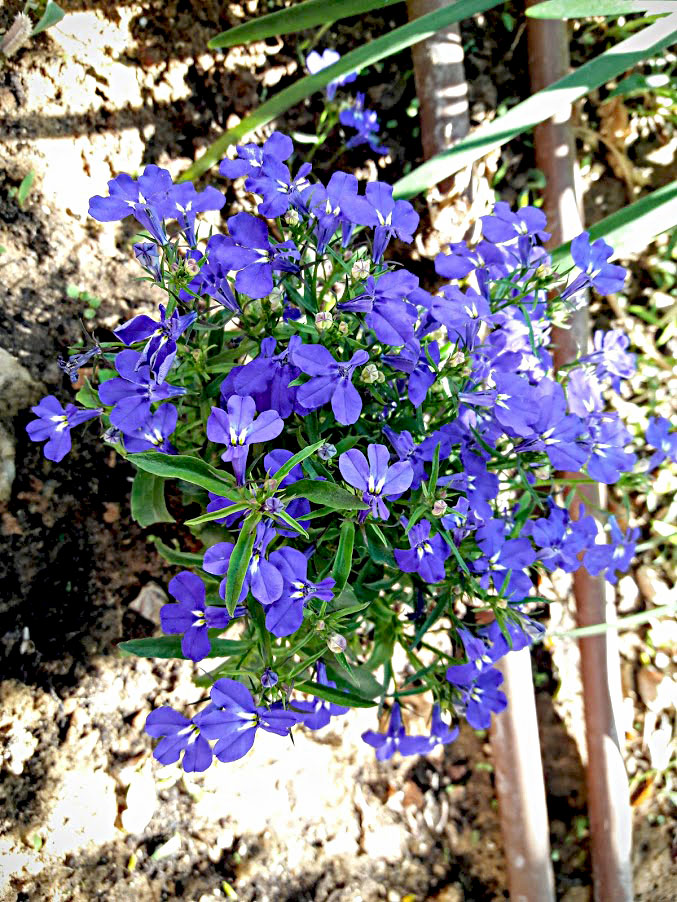 Image of Lobelia erinus specimen.