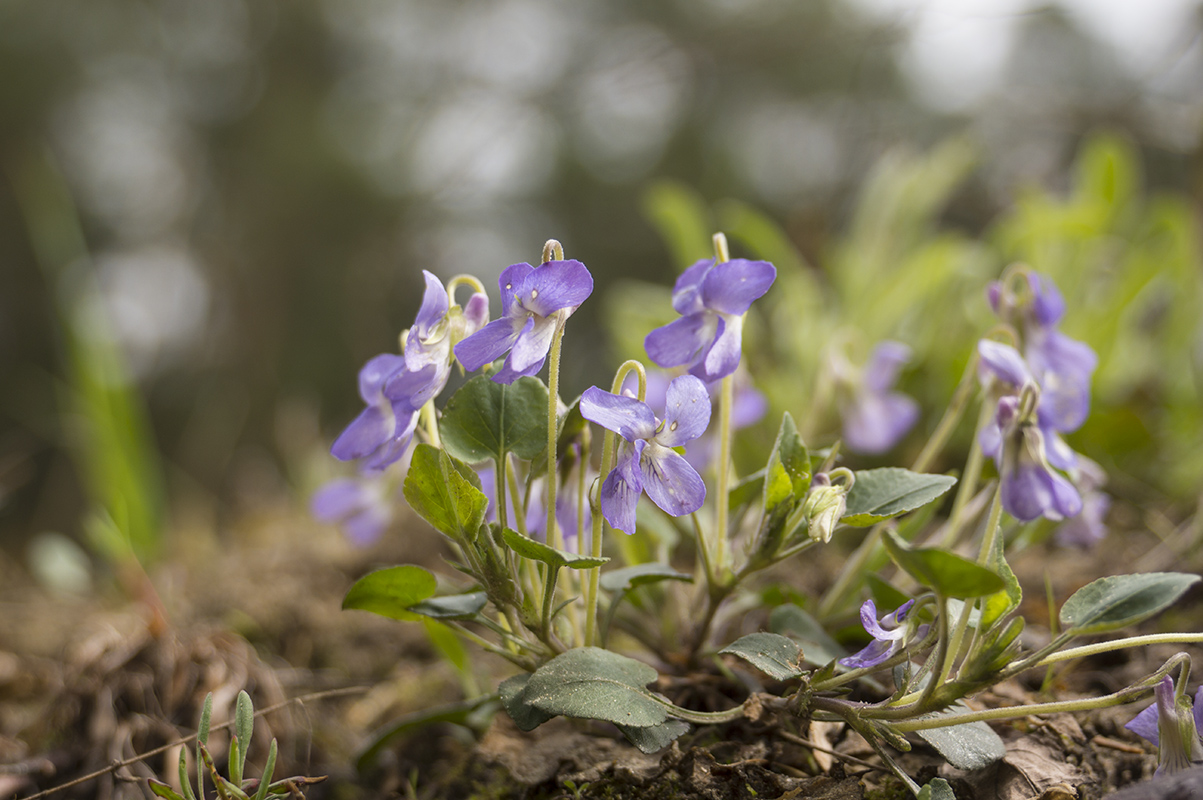 Image of Viola rupestris specimen.