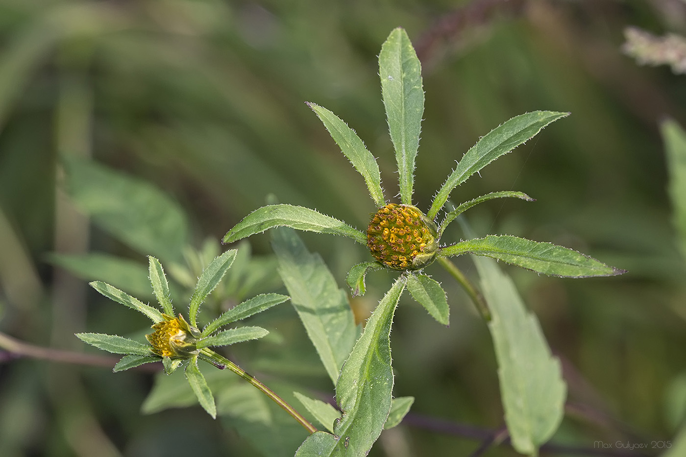 Image of Bidens frondosa specimen.