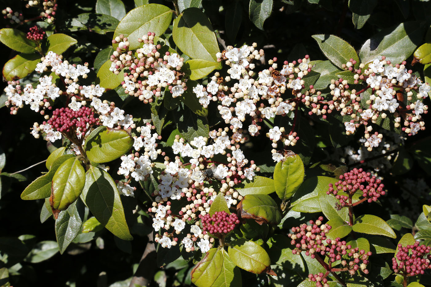 Image of Viburnum tinus specimen.