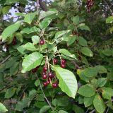 Padus virginiana. Часть плодоносящей ветви. Свердловская обл., г. Екатеринбург, пос. Шабровский, дачный участок. 10.08.2016.