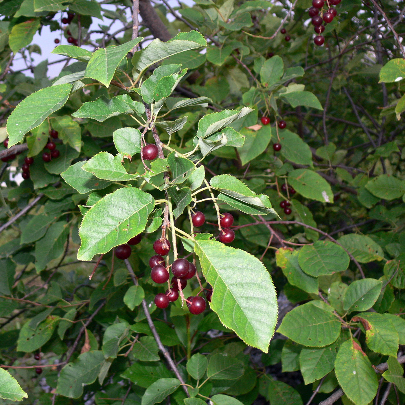 Image of Padus virginiana specimen.