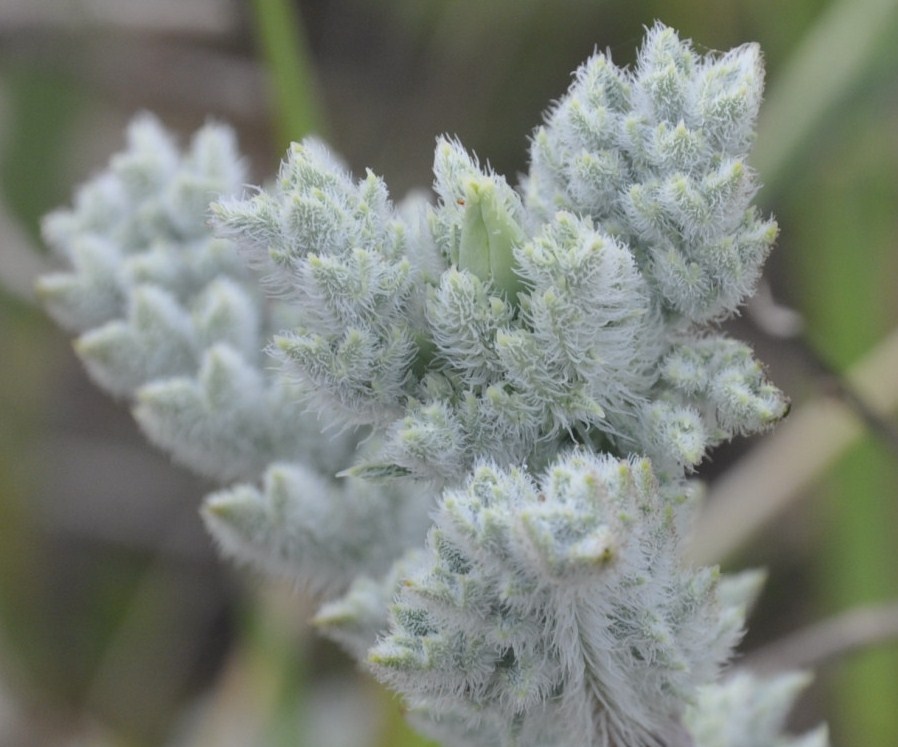 Изображение особи Glaucium flavum.