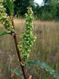 Rumex pseudonatronatus