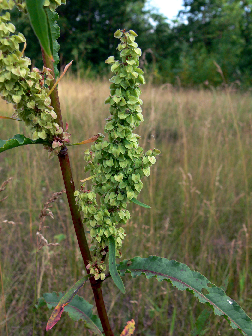 Image of Rumex pseudonatronatus specimen.