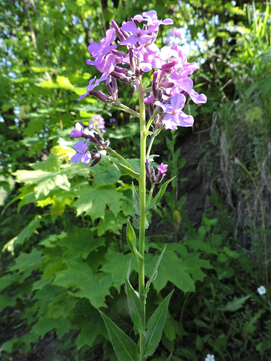 Image of genus Hesperis specimen.