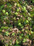 Reboulia hemisphaerica. Слоевища с подставками. Горный Крым, Чернореченский каньон, верхняя часть склона, покрытая дубово-можжевеловым редколесьем, у основания большого камня. 27.03.2017.