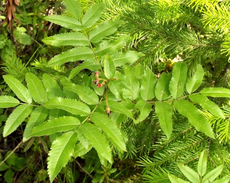Изображение особи Sorbus sambucifolia.