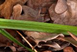 Carex brevicollis