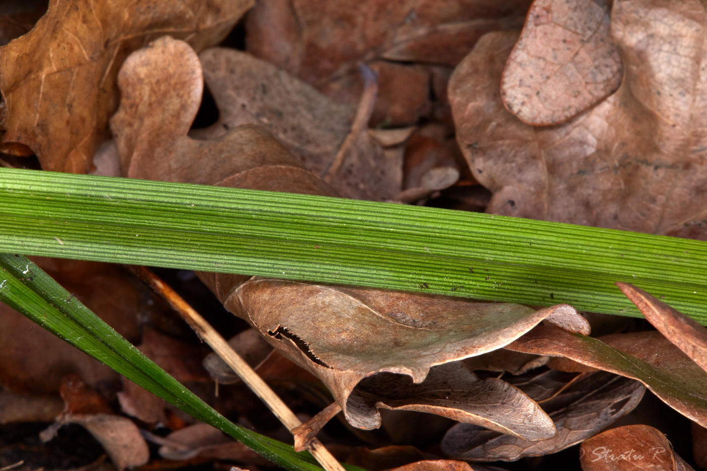 Изображение особи Carex brevicollis.