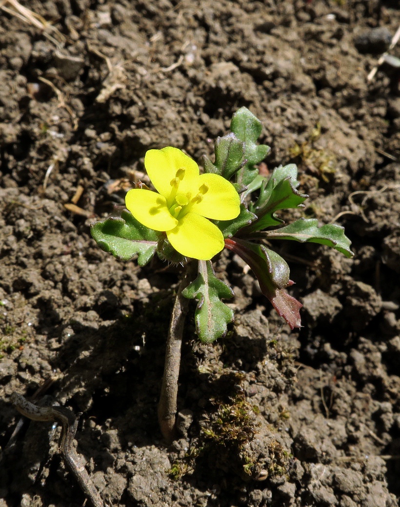 Изображение особи Diplotaxis muralis.