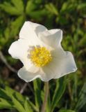 Anemone sylvestris. Цветок. Украина, г. Запорожье, балка Щавелевая, степь, южный склон, под боярышником. 08.05.2017.