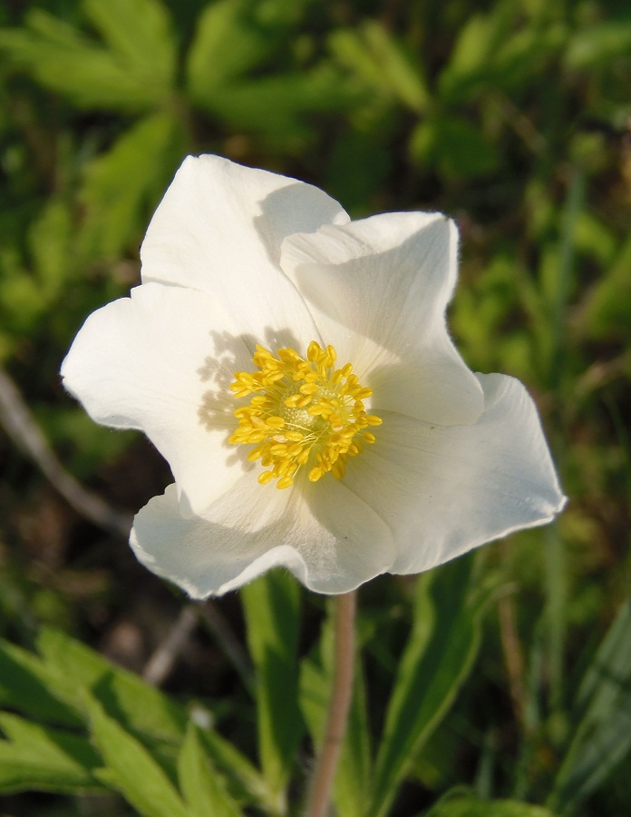 Изображение особи Anemone sylvestris.