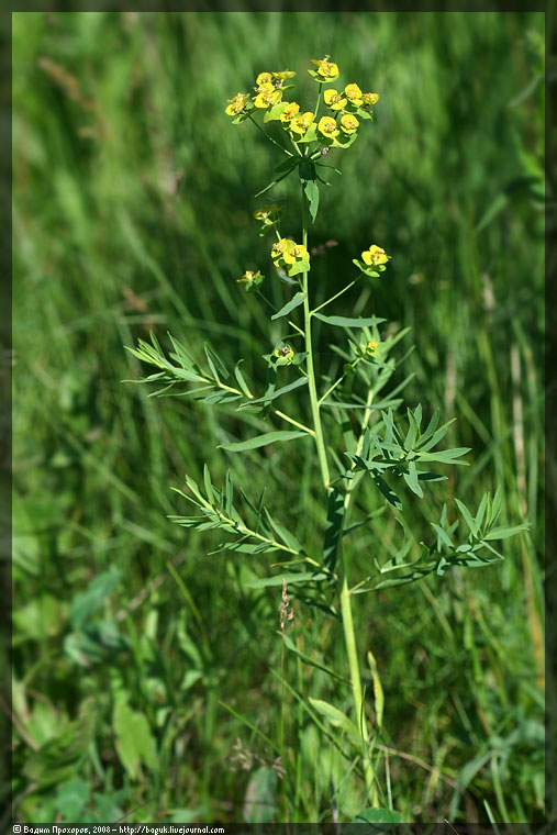 Изображение особи Euphorbia virgata.