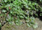 genus Pellia