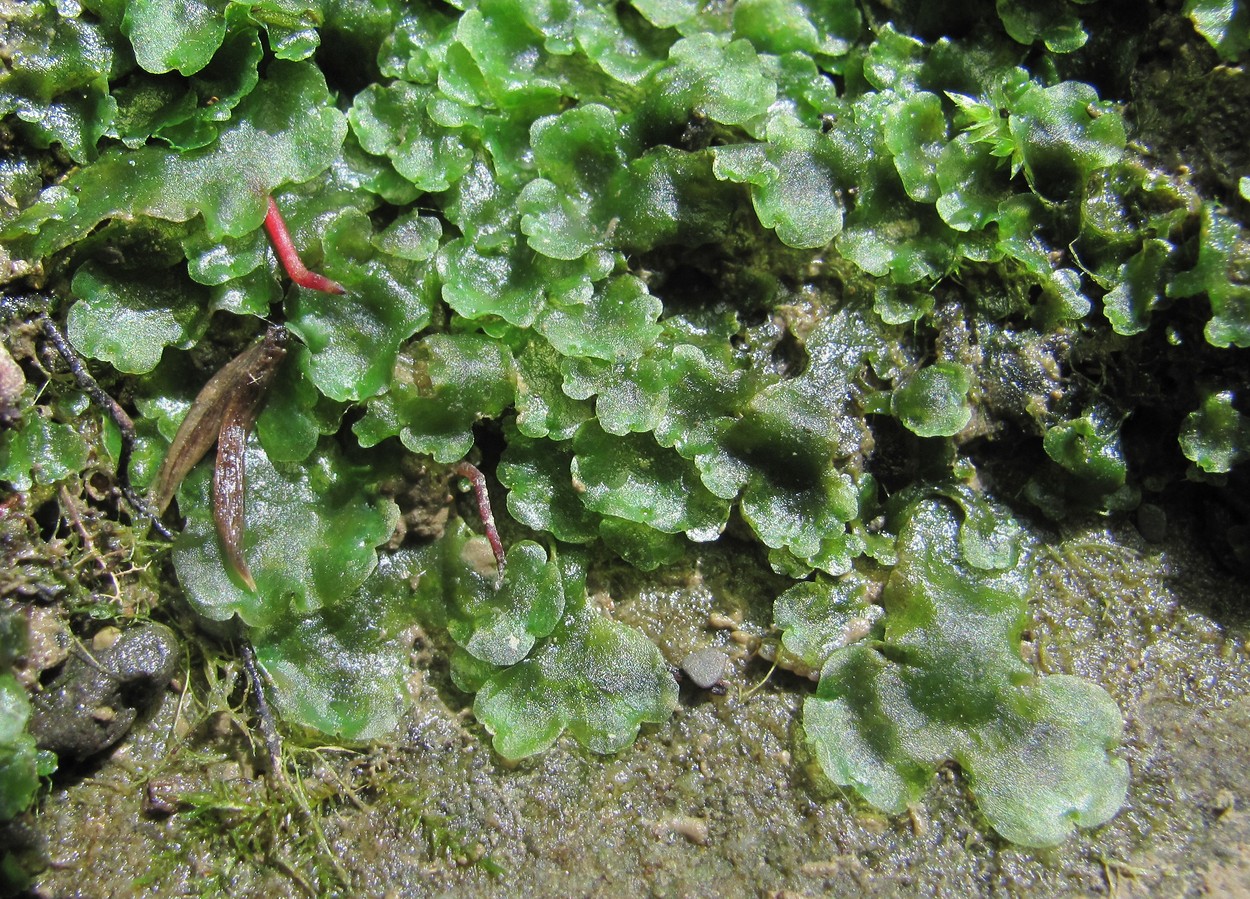 Image of genus Pellia specimen.