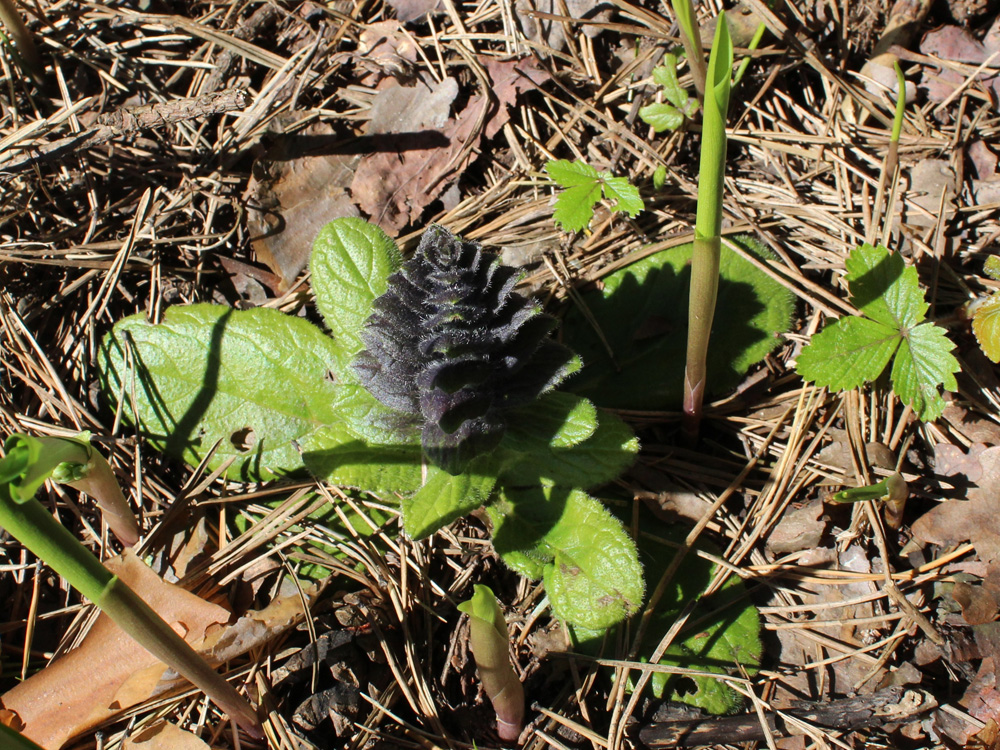 Image of Ajuga pyramidalis specimen.