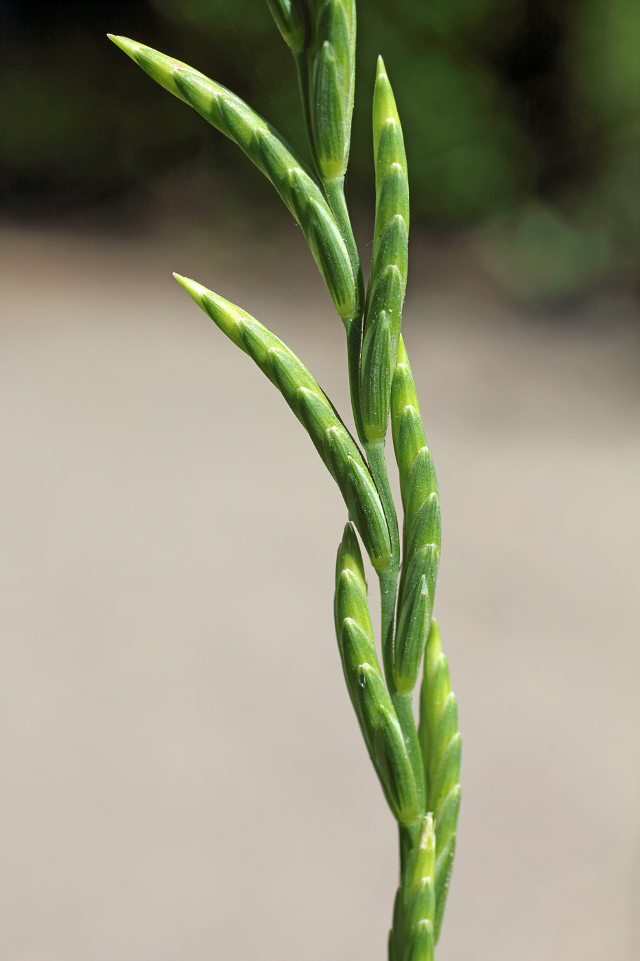 Изображение особи Elytrigia lolioides.