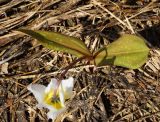 Erythronium sibiricum