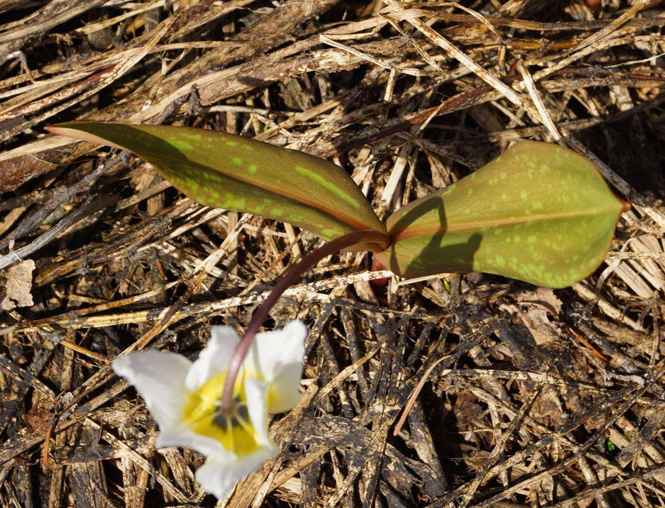 Изображение особи Erythronium sibiricum.