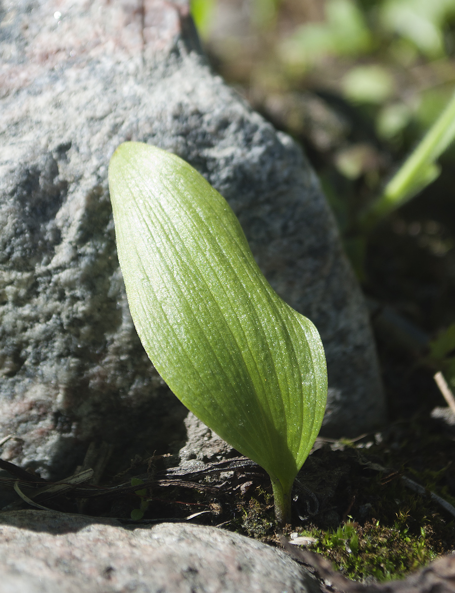 Image of Fritillaria camschatcensis specimen.