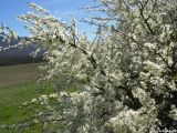 Prunus stepposa. Часть кроны цветущего растения. Крым, Байдарская долина, окр. с. Тыловое. 19.04.2010.