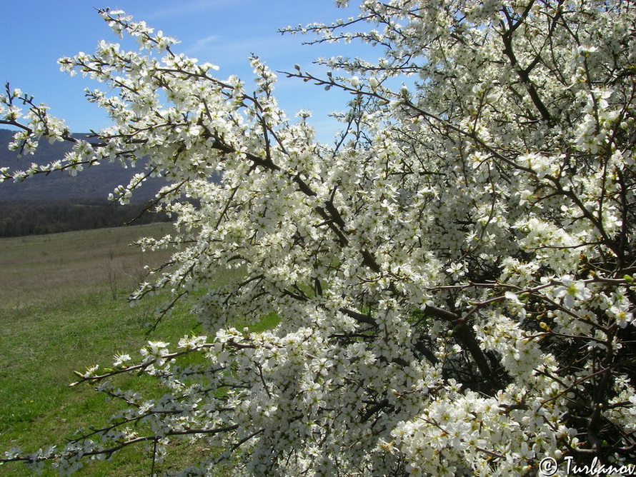 Изображение особи Prunus stepposa.