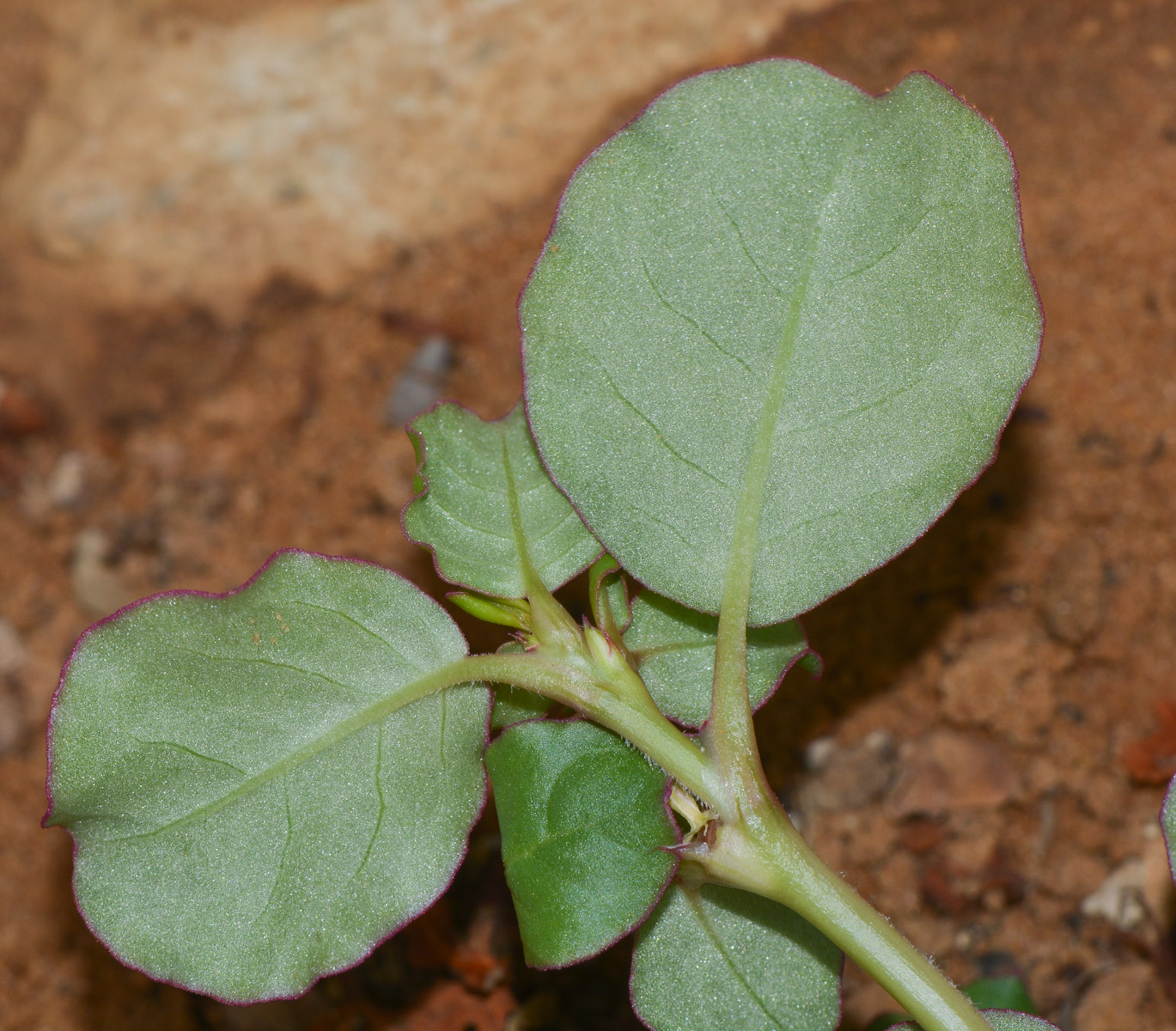 Изображение особи Trianthema portulacastrum.