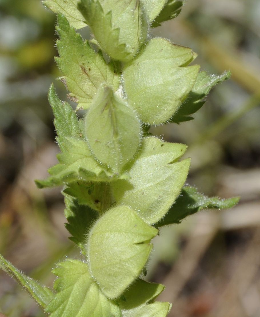 Изображение особи Rhinanthus rumelicus.